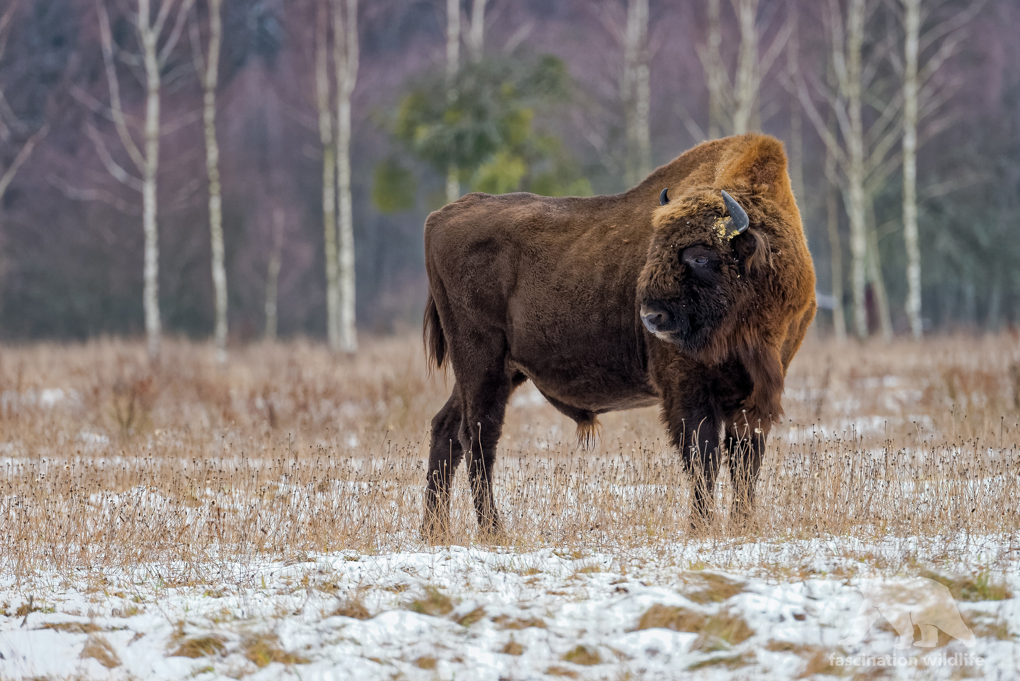 Nikon D600 sample photo. European bison photography