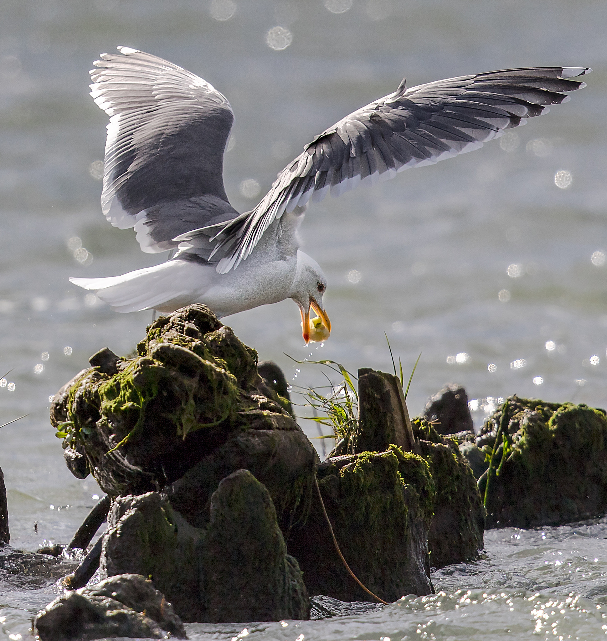 Canon EF 500mm F4L IS II USM sample photo. To the victor, the spoils photography
