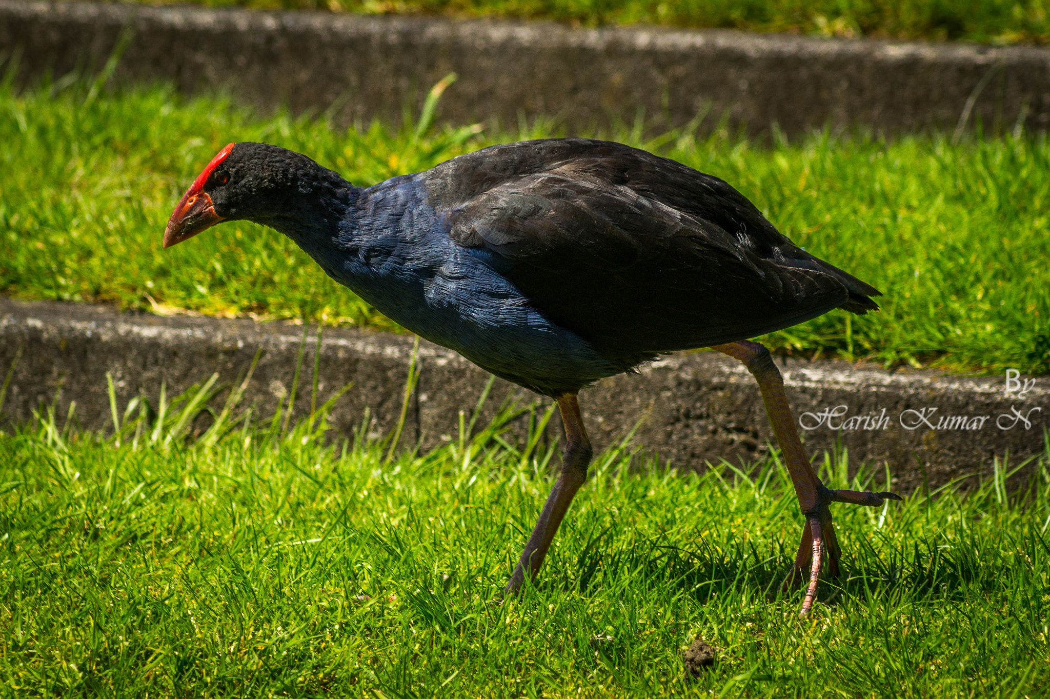 Sony 75-300mm F4.5-5.6 sample photo. Bird photography