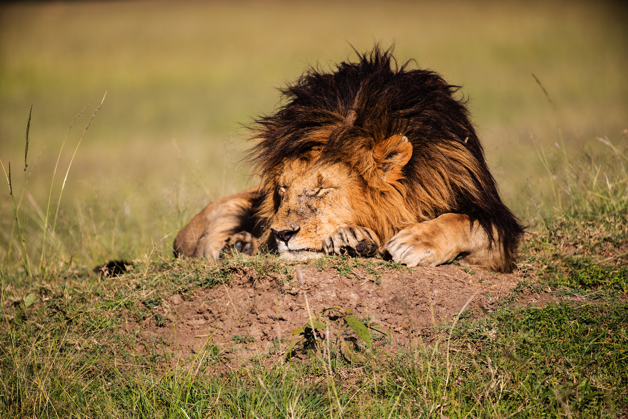 Canon EOS-1D X sample photo. Soft kitty, warm kitty, giant ball of fur. happy kitty, sleepy kitty, purr, purr, purr photography