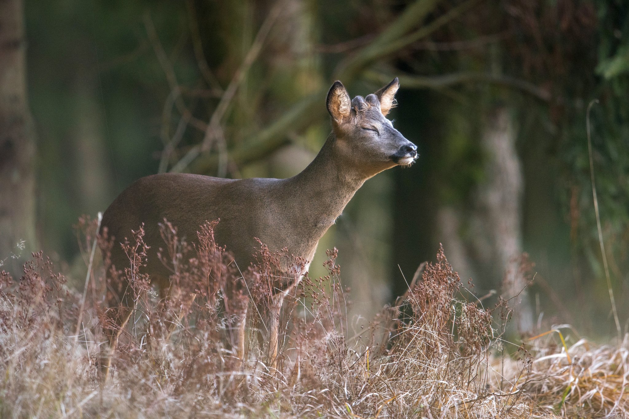 Nikon D810 + Nikon AF-S Nikkor 600mm F4G ED VR sample photo. Chevreuil photography