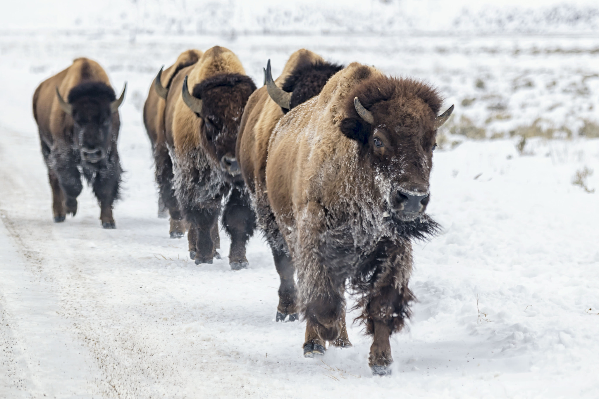 Nikon D5 sample photo. Bison in snow photography