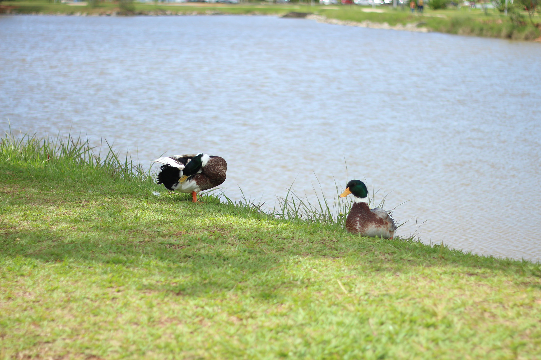 Canon EOS 700D (EOS Rebel T5i / EOS Kiss X7i) + Canon EF 50mm f/1.8 sample photo. Par photography