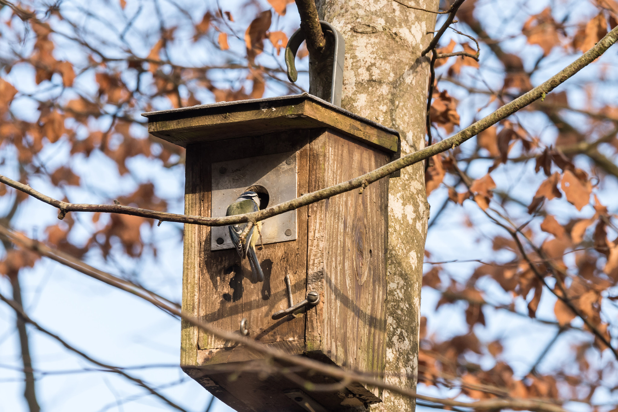 Sigma 70-200mm F2.8 EX DG OS HSM sample photo. Just having a look photography
