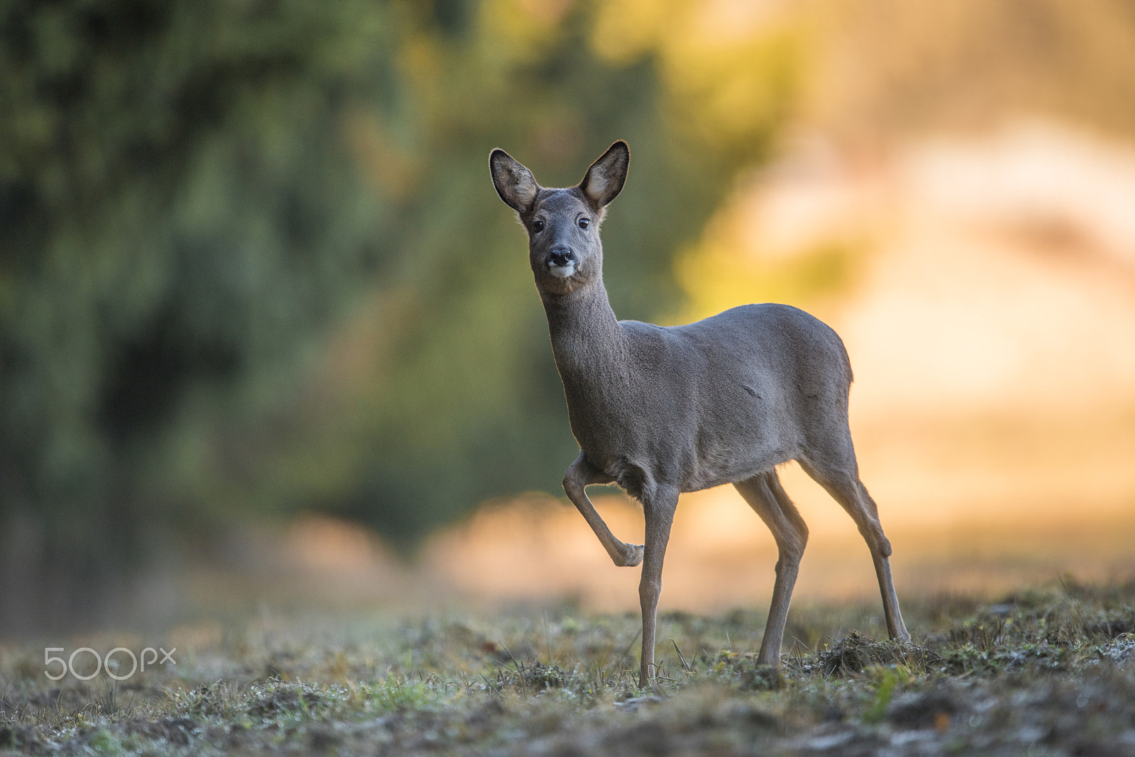 Nikon D810 + Nikon AF-S Nikkor 600mm F4G ED VR sample photo. Chevreuil photography