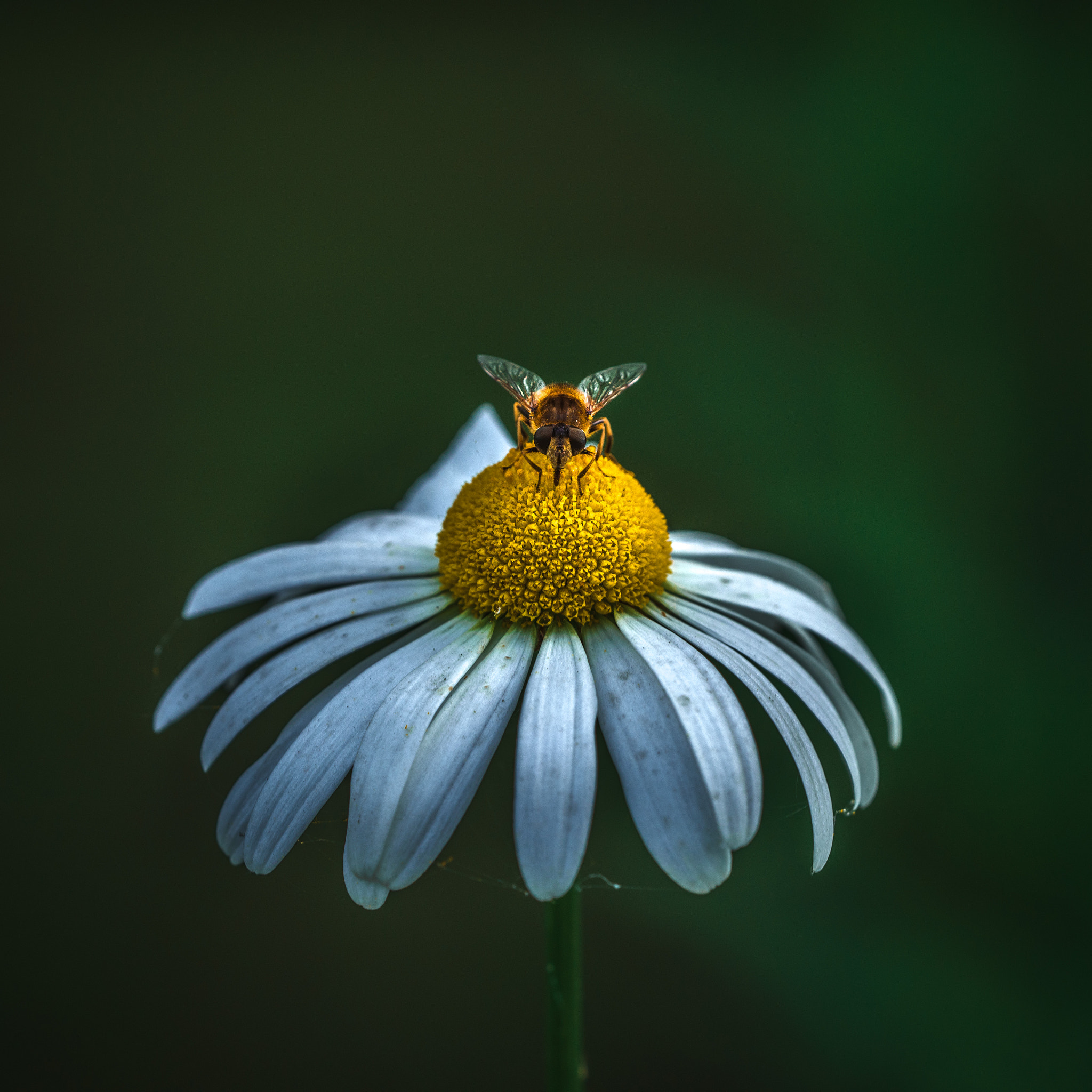 Sigma 150mm F2.8 EX DG OS Macro HSM sample photo. ***** photography
