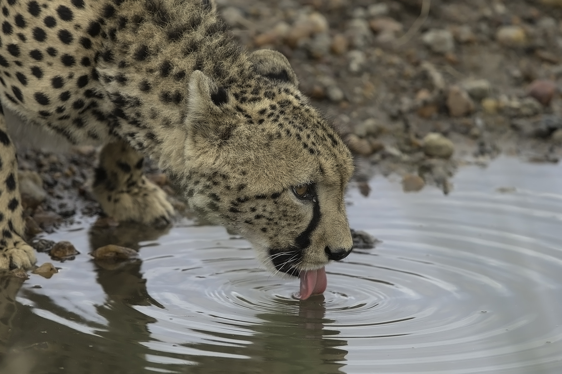 Canon EOS-1D X + Canon EF 600mm F4L IS II USM sample photo. Thirtsy photography