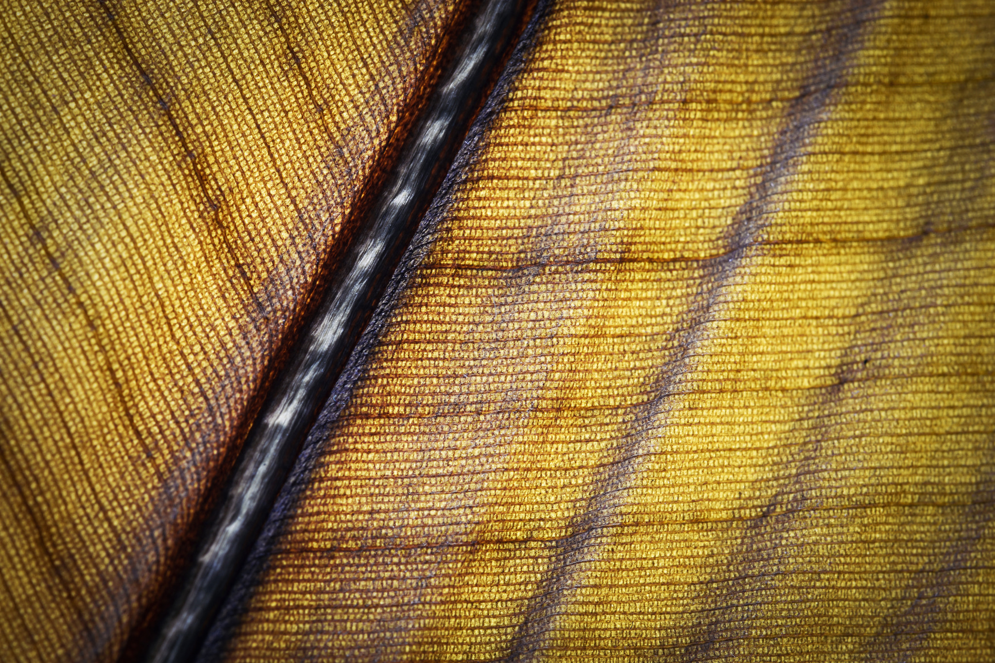 Nikon D5500 + Tamron SP 90mm F2.8 Di VC USD 1:1 Macro (F004) sample photo. Detail of an old dry banana leaf photography