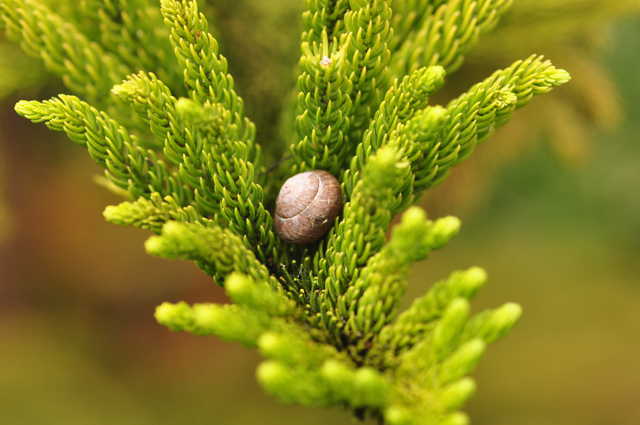 Sigma 105mm F2.8 EX DG Macro sample photo. Perfectly placed photography