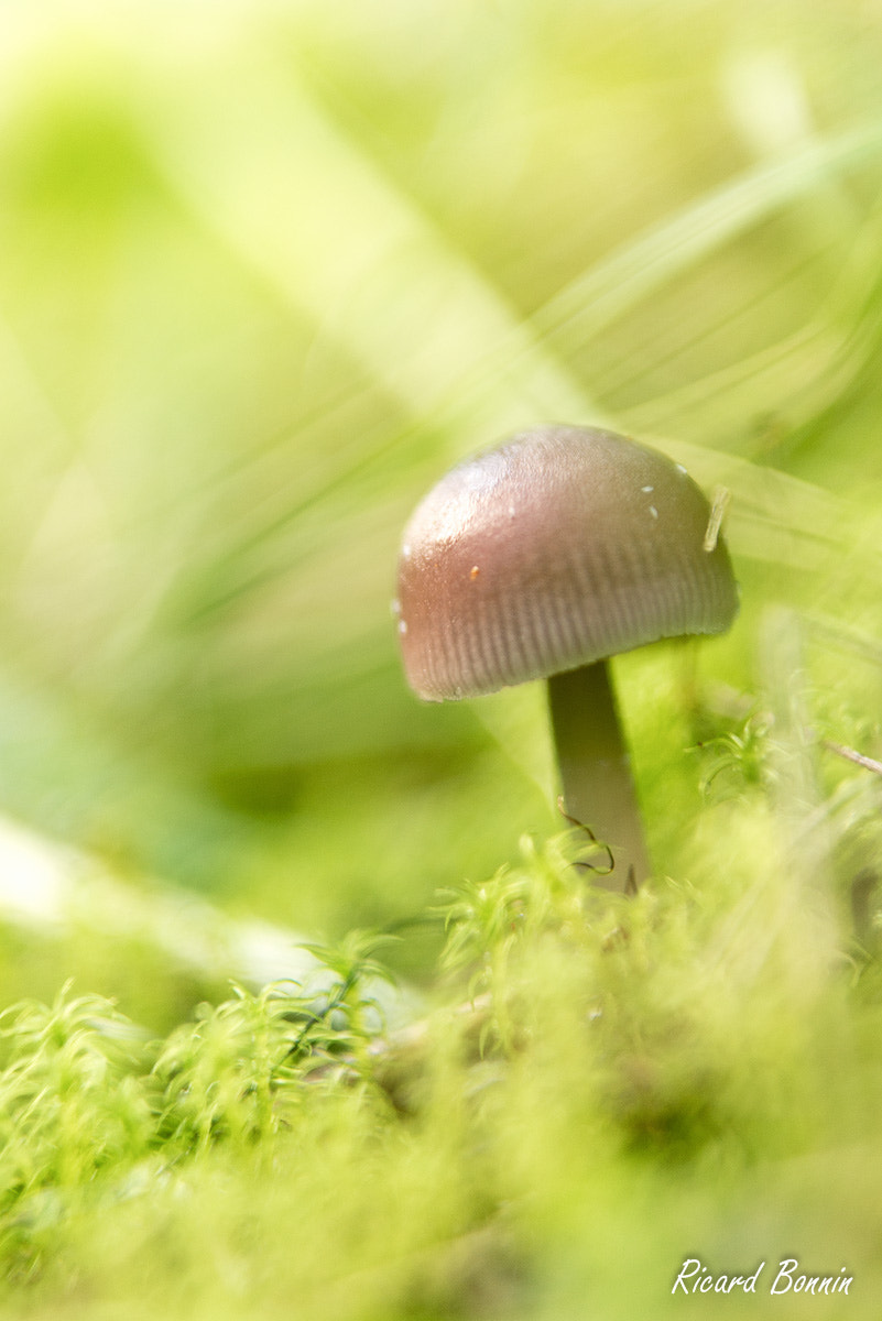 Nikon D610 + Sigma 24-70mm F2.8 EX DG Macro sample photo. Fungi photography