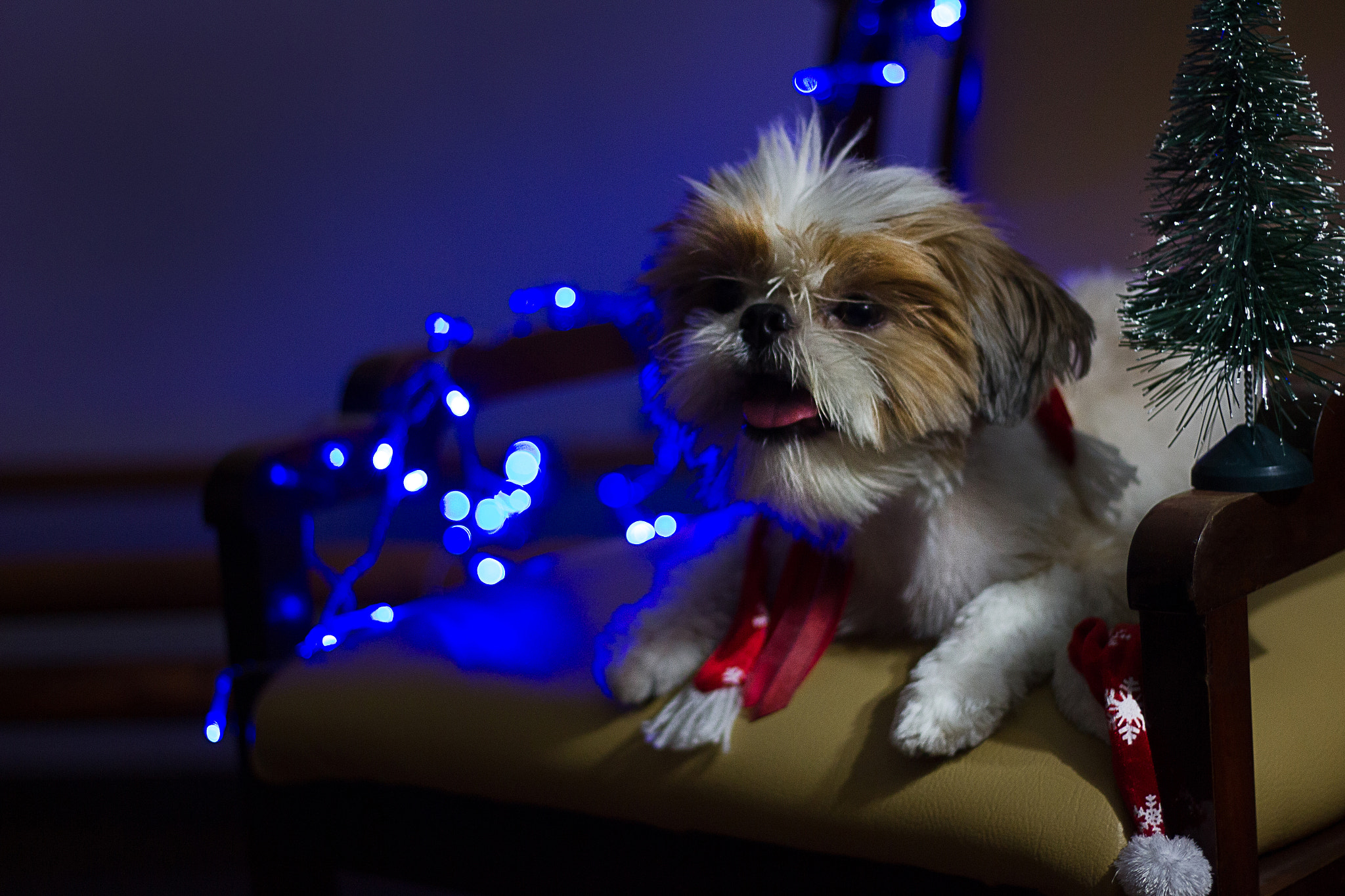 Canon EOS 550D (EOS Rebel T2i / EOS Kiss X4) sample photo. When gordo came to terms with christmas photography