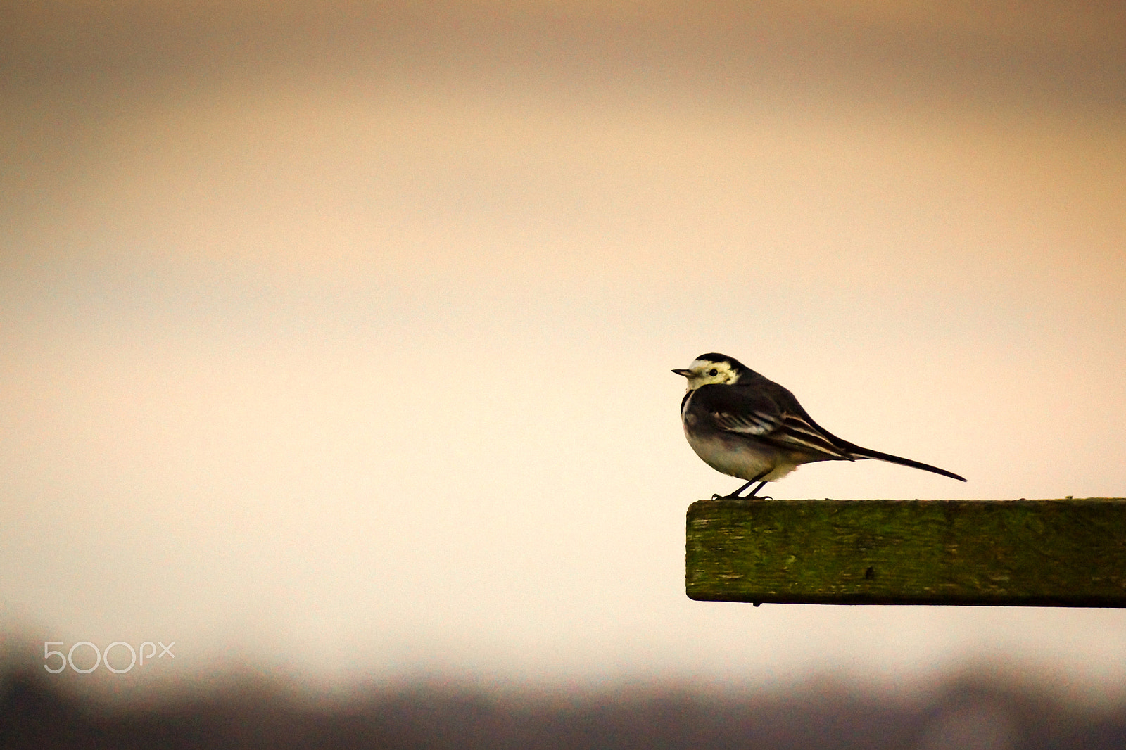 Sony SLT-A65 (SLT-A65V) sample photo. Pied wagtail photography
