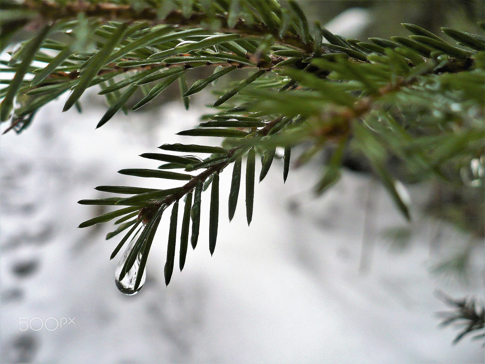 Panasonic DMC-LZ7 sample photo. Drop of rain photography