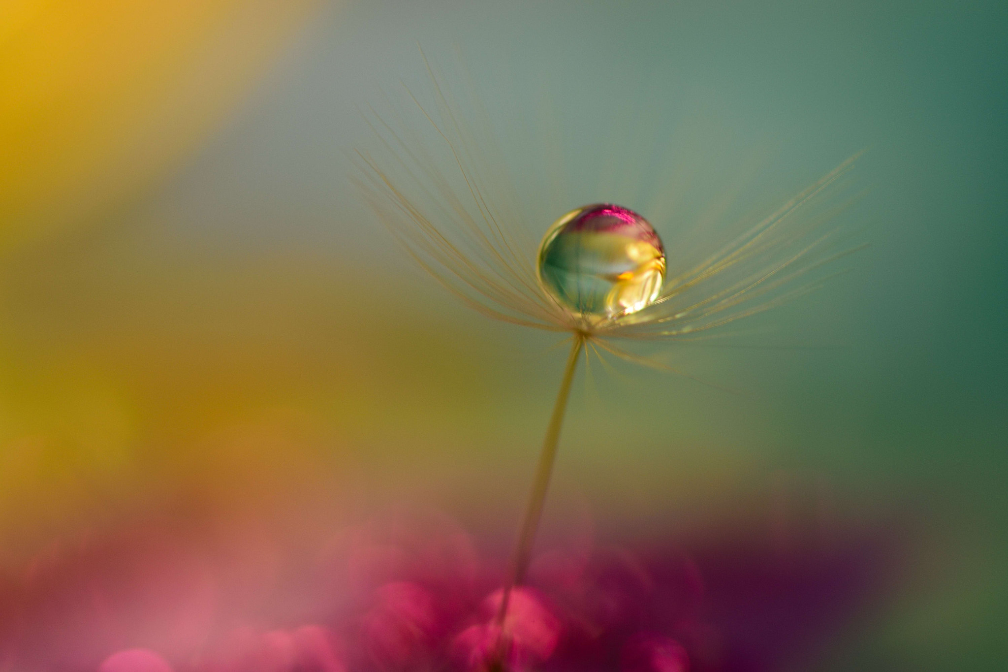 Sigma 105mm F2.8 EX DG OS HSM sample photo. Vanity photography