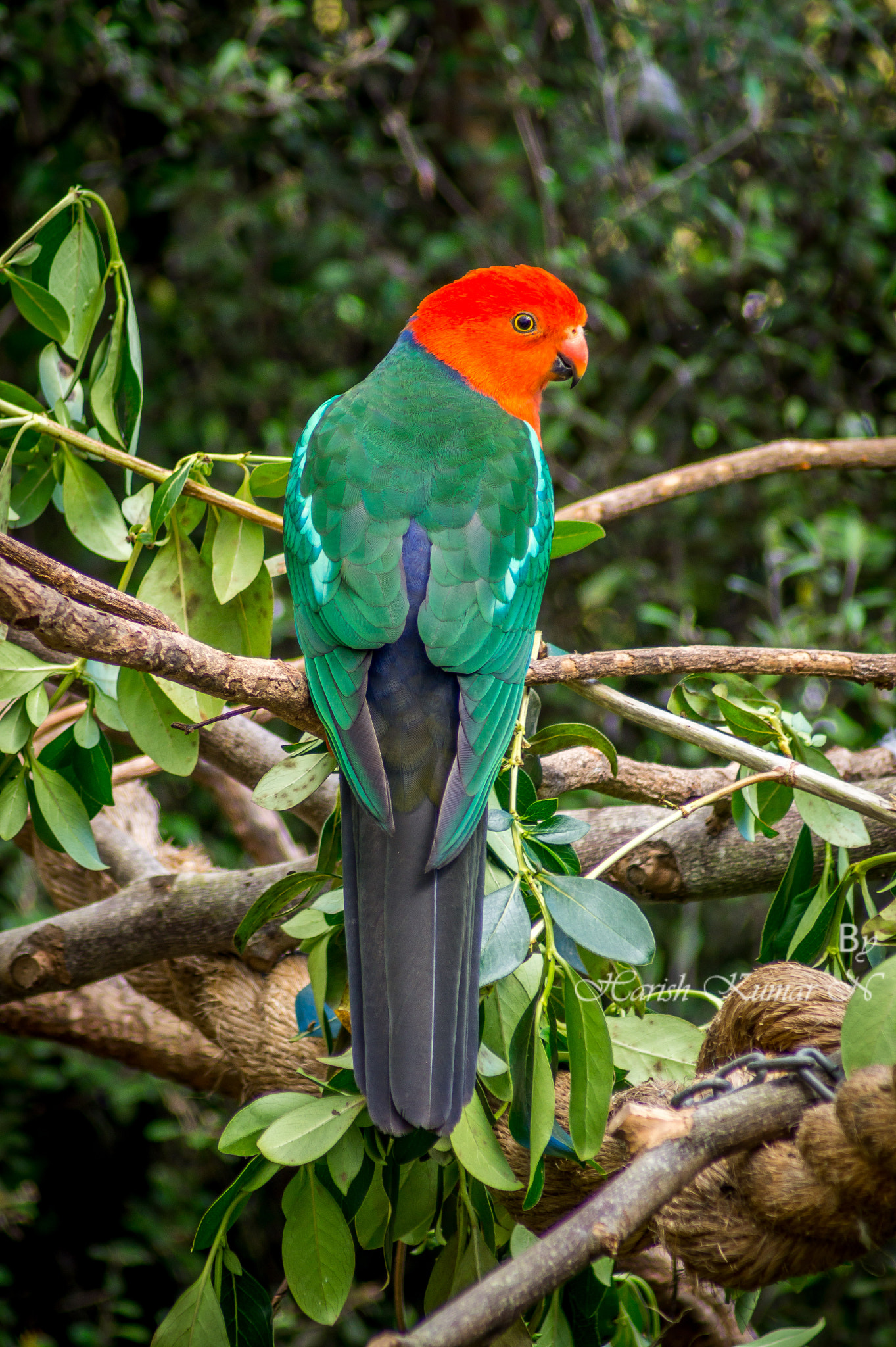 Sony 75-300mm F4.5-5.6 sample photo. Exotic parrot photography