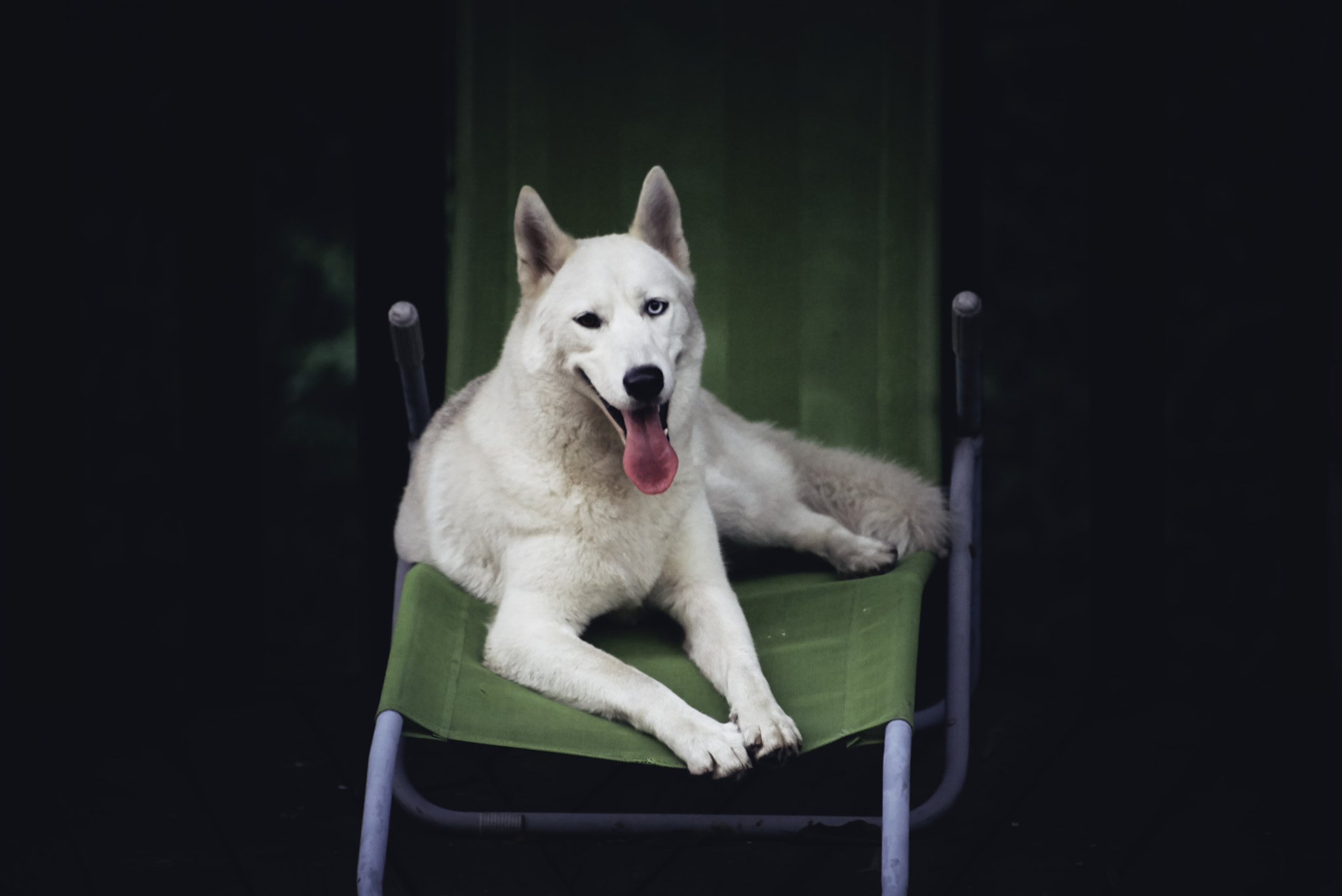 Sony a7S II sample photo. Husky tan photography