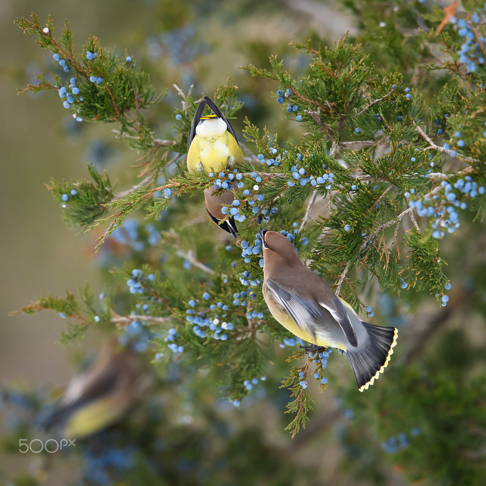 Nikon AF-S Nikkor 500mm F4E FL ED VR sample photo. Cedar waxwings feasting photography