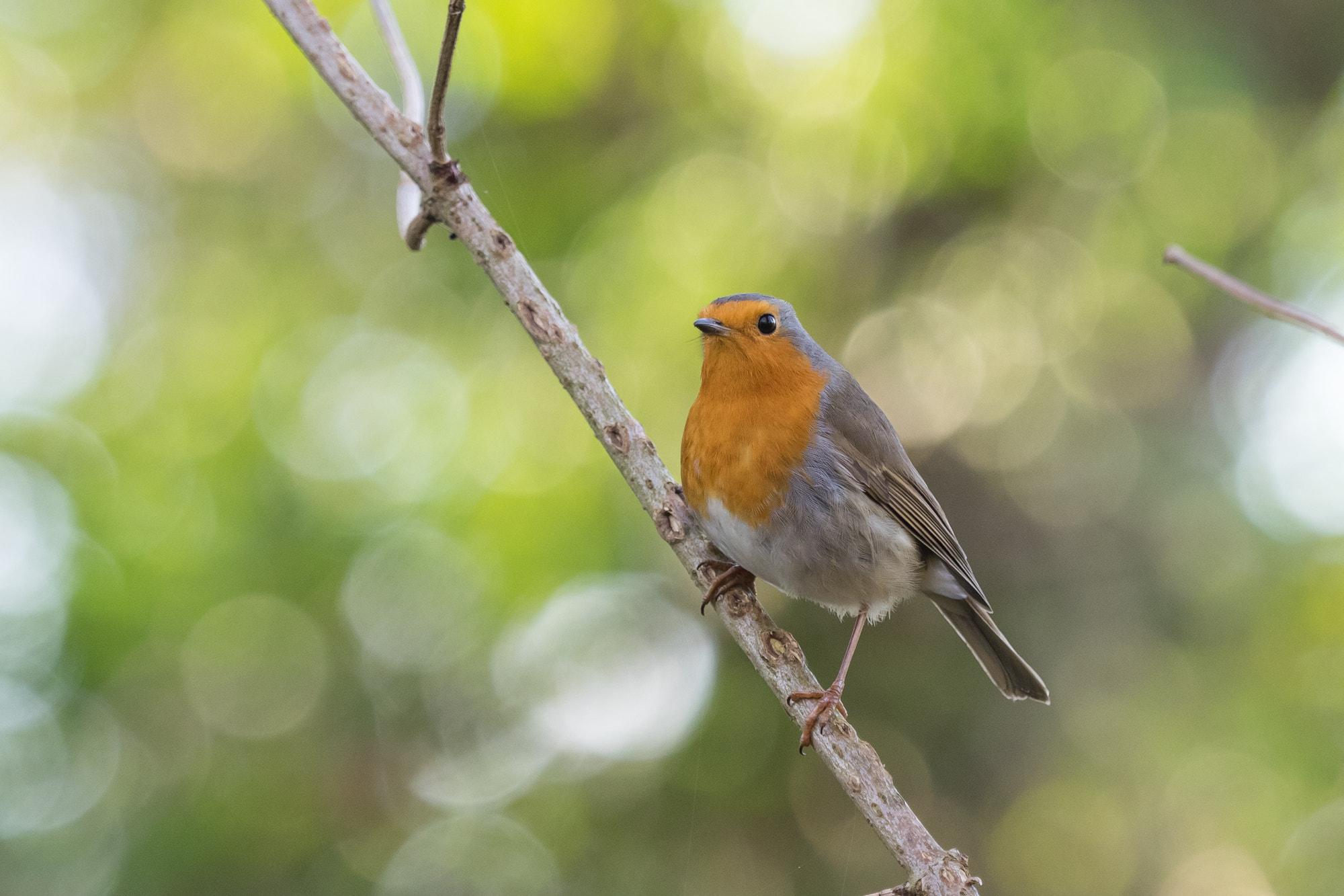 Olympus OM-D E-M1 + Olympus M.Zuiko Digital ED 40-150mm F2.8 Pro sample photo. Robin portrait photography