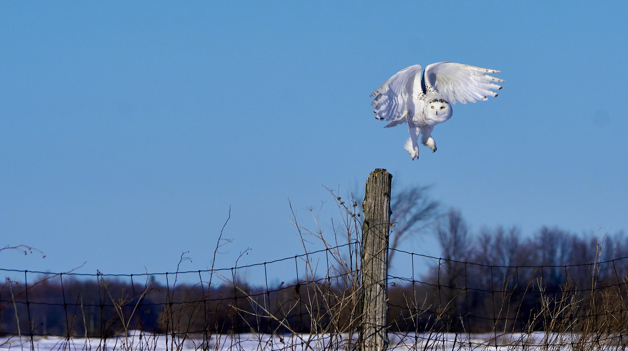 Sony 70-400mm F4-5.6 G SSM II sample photo. Snowy owl photography