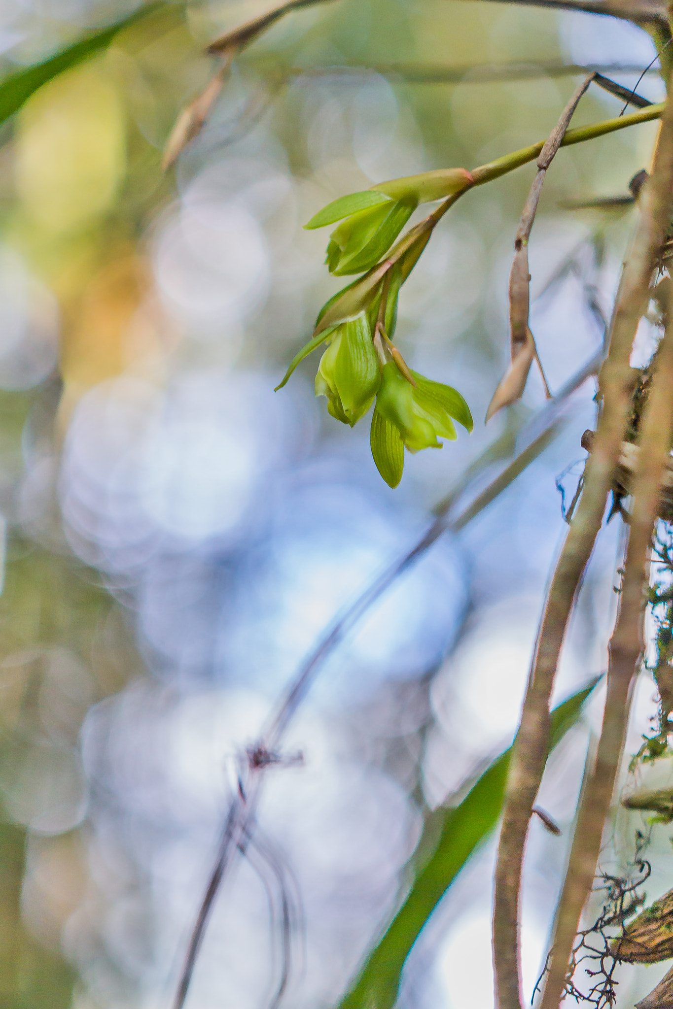 Sigma 18-35mm f/1.8 DC HSM sample photo. "light in the forest" photography
