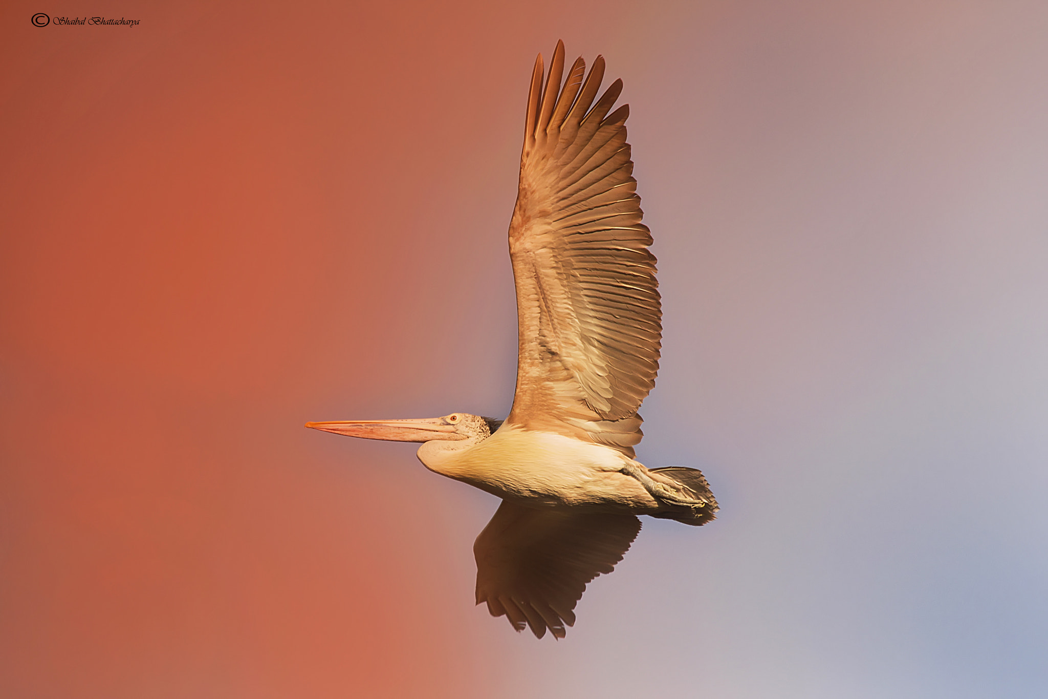 Sigma 150-500mm F5-6.3 DG OS HSM sample photo. Pelican flying into tempest photography