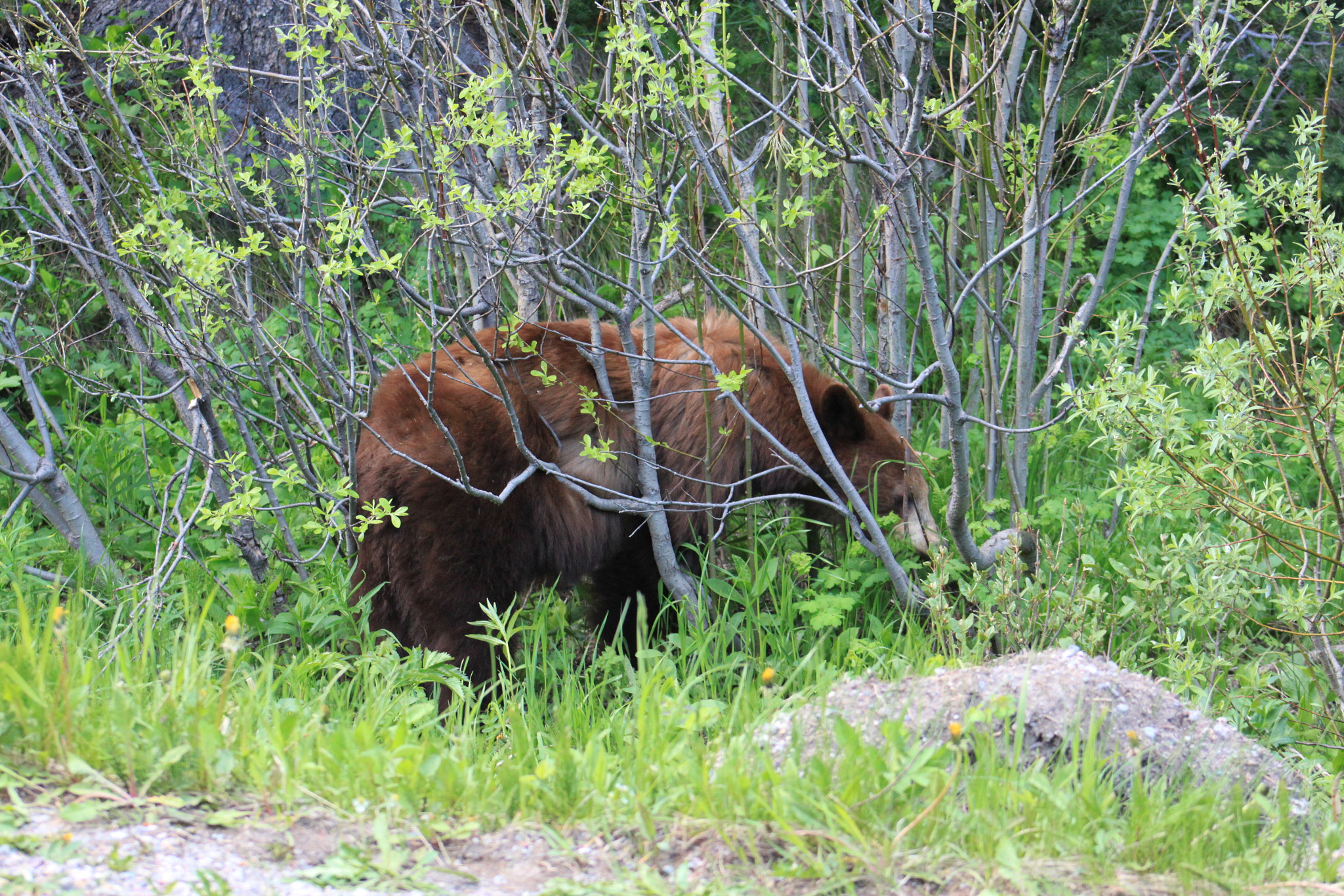 Canon EOS 500D (EOS Rebel T1i / EOS Kiss X3) + EF75-300mm f/4-5.6 sample photo. Unsere erste bärin mit 3 jungen - auf dem rückweg vom cameron lake nach waterton photography