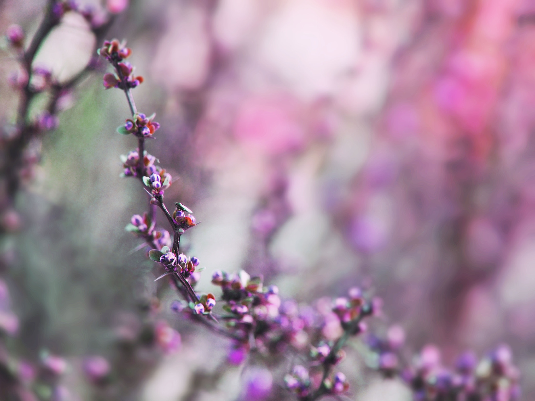 Olympus PEN E-PL5 sample photo. Barberry bush photography