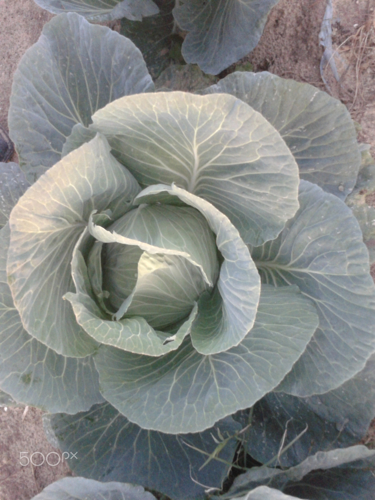 Samsung Galaxy Ace sample photo. Plants photography