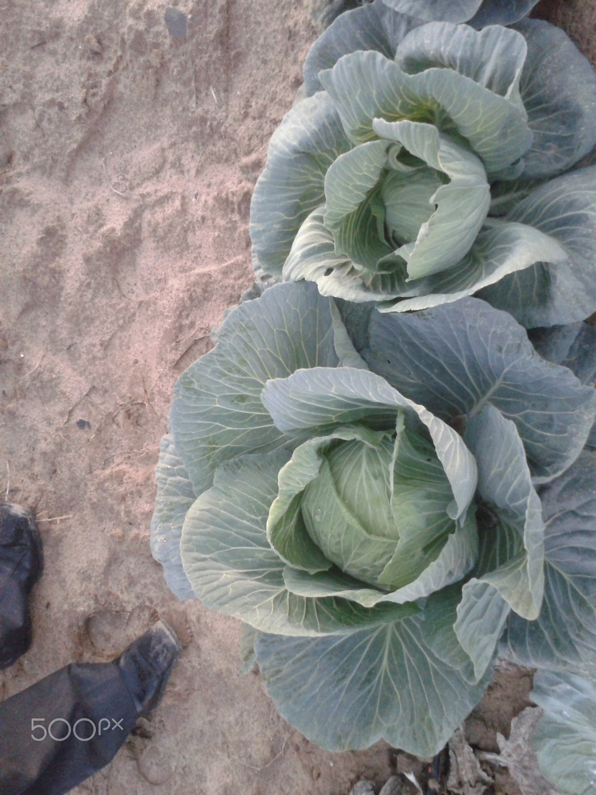Samsung Galaxy Ace sample photo. Plants photography