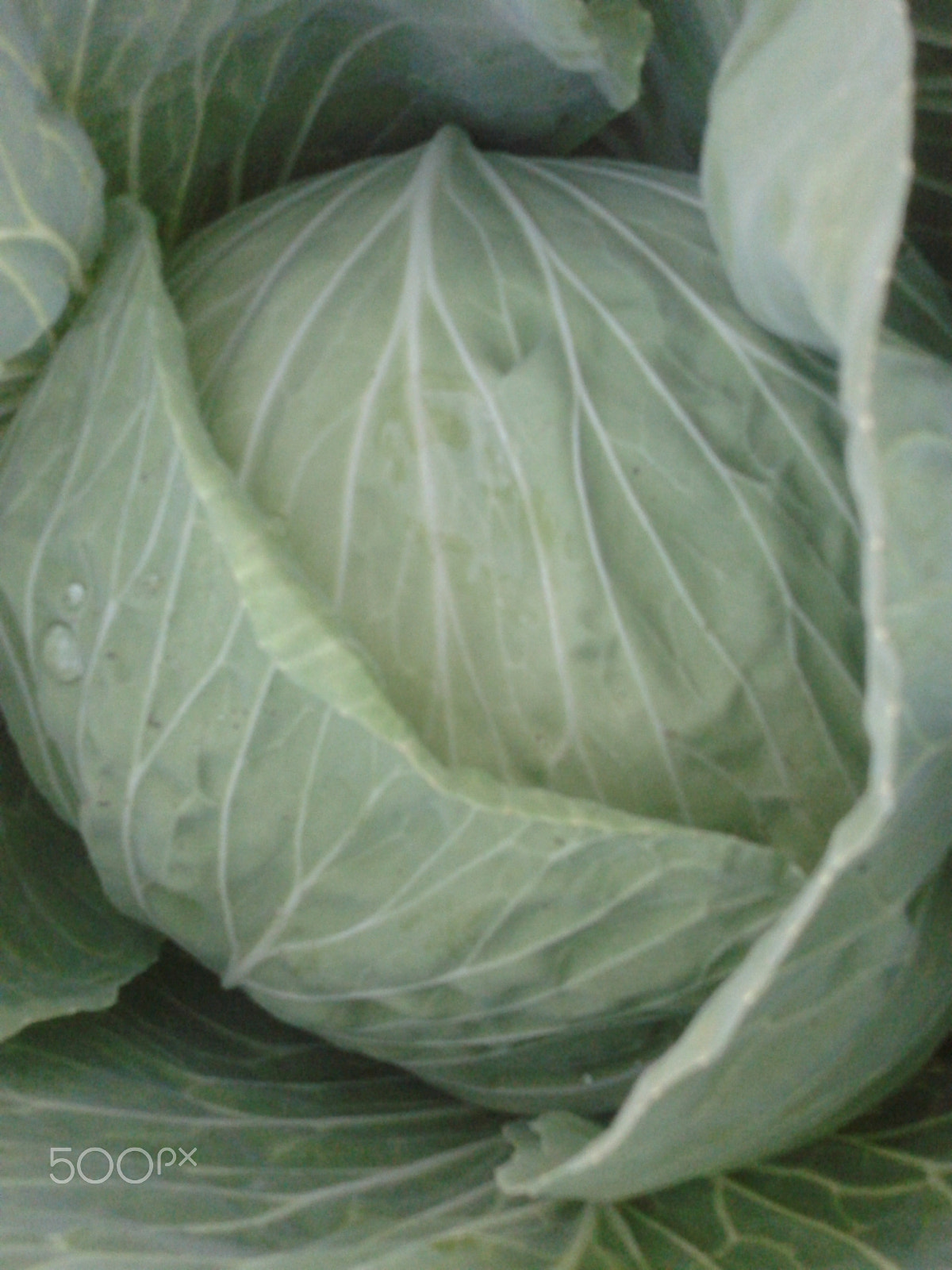 Samsung Galaxy Ace sample photo. Plants photography