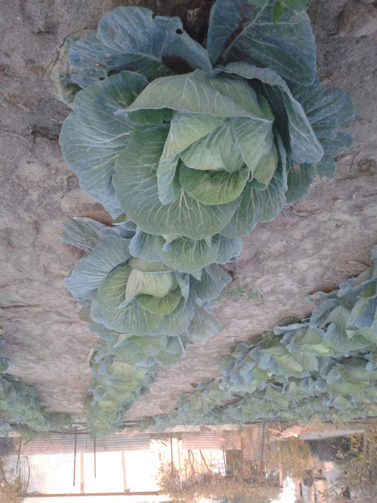 Samsung Galaxy Ace sample photo. Plants photography