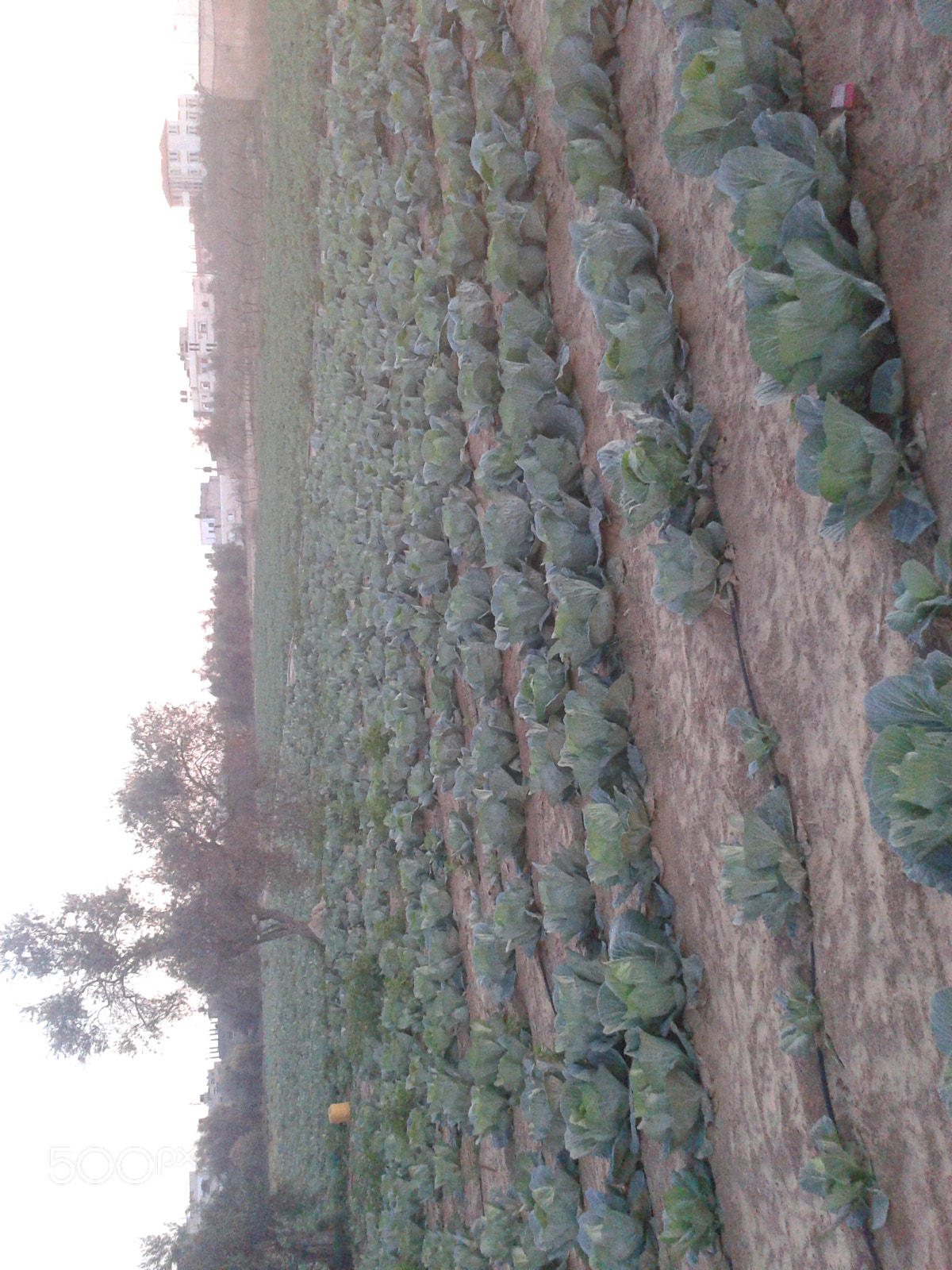 Samsung Galaxy Ace sample photo. Plants photography