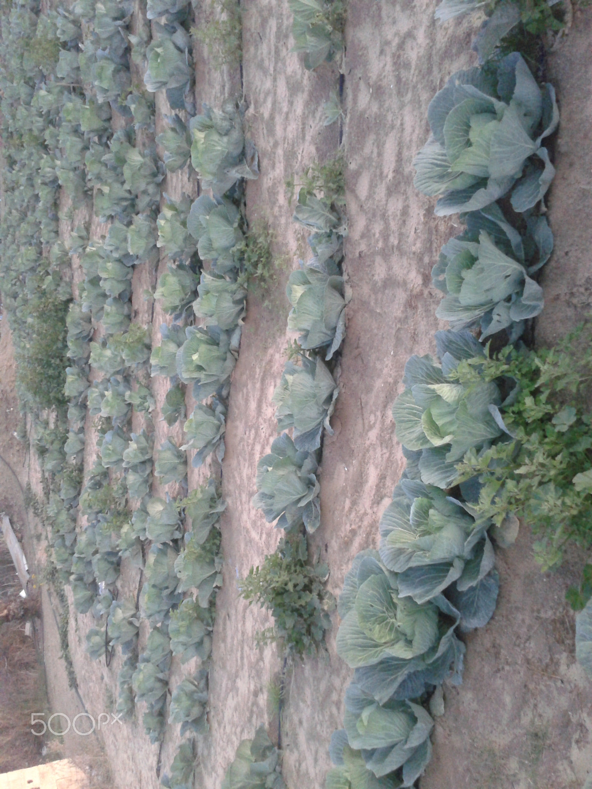 Samsung Galaxy Ace sample photo. Plants photography