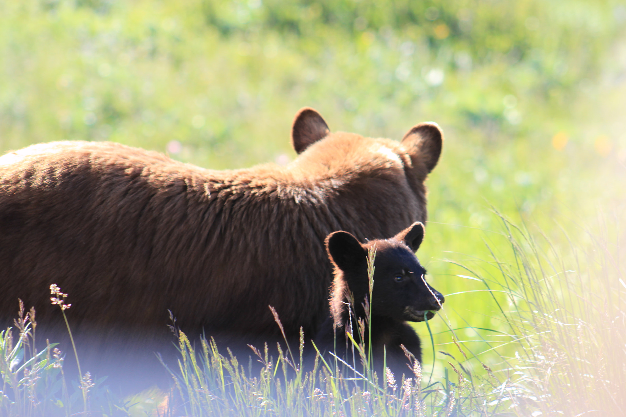 Canon EOS 500D (EOS Rebel T1i / EOS Kiss X3) + EF75-300mm f/4-5.6 sample photo. Und hier noch ihr baby-bear photography