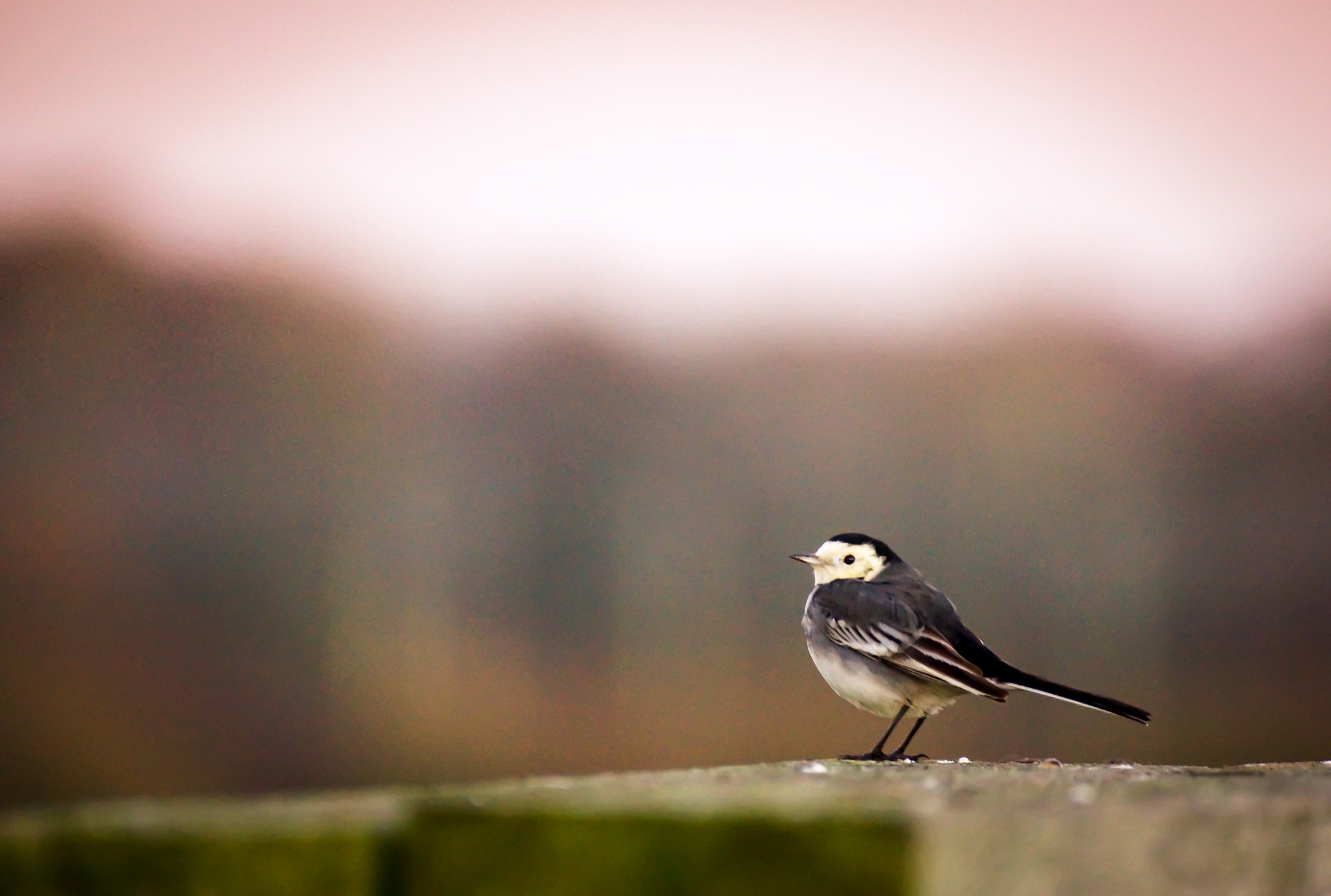 Sony SLT-A65 (SLT-A65V) sample photo. Pied wagtail photography