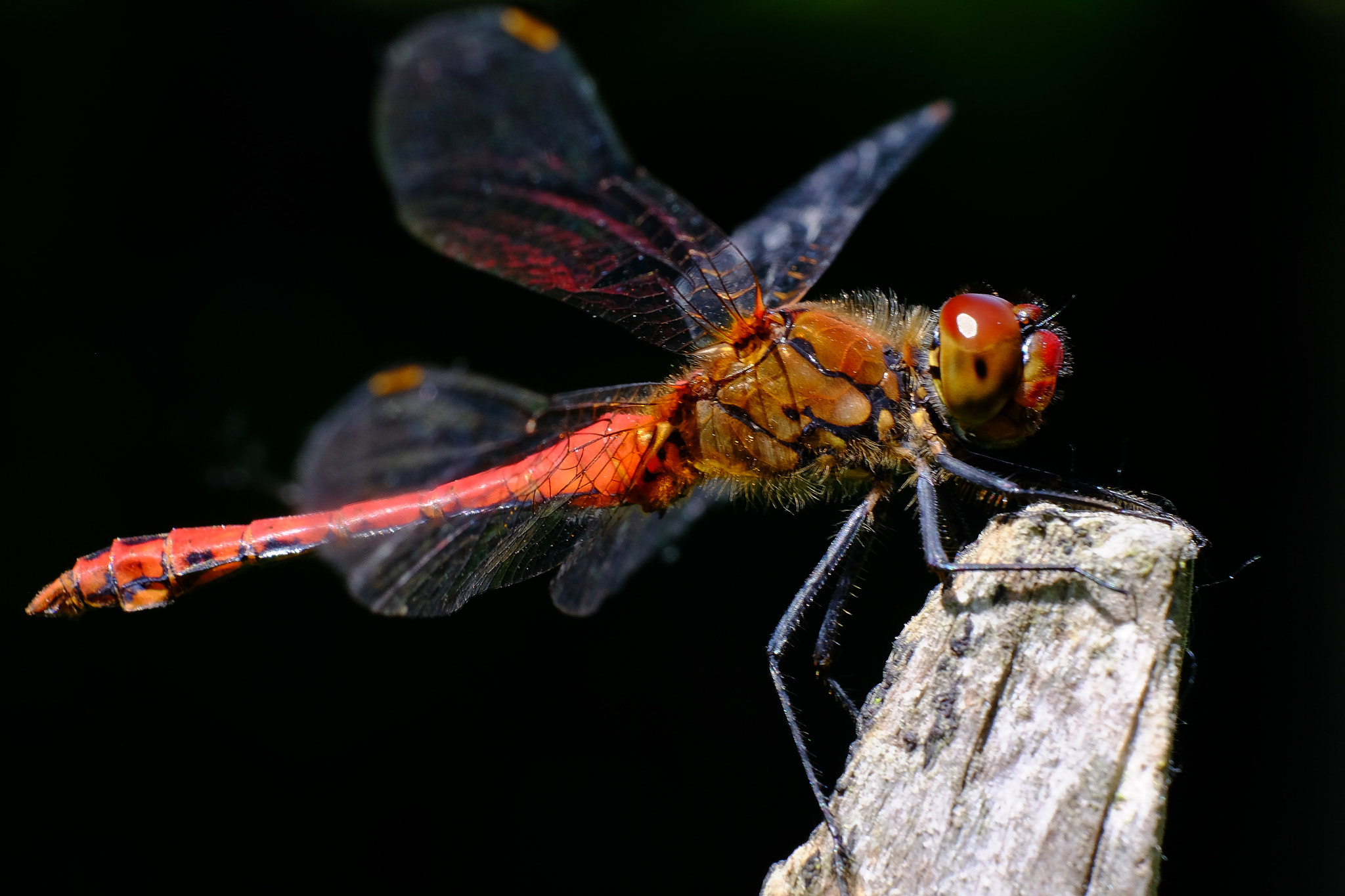 Fujifilm X-T1 + Fujifilm XF 60mm F2.4 R Macro sample photo. Red dragonfly photography