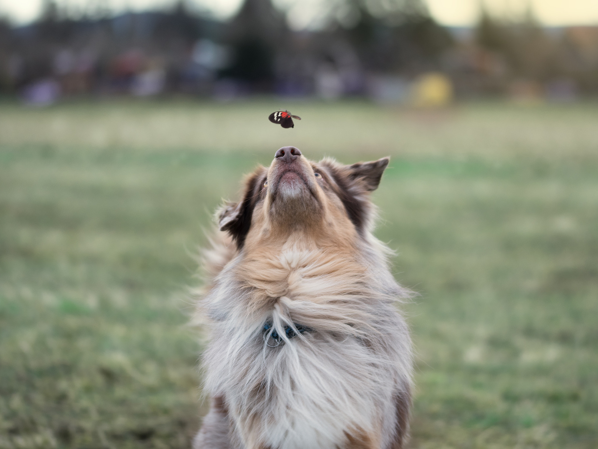 Sigma 105mm F2.8 EX DG OS HSM sample photo. Butterfly photography