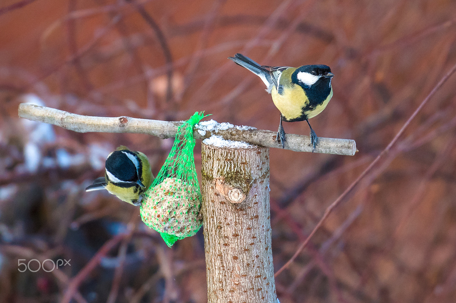 Nikon D5 sample photo. Tits photography