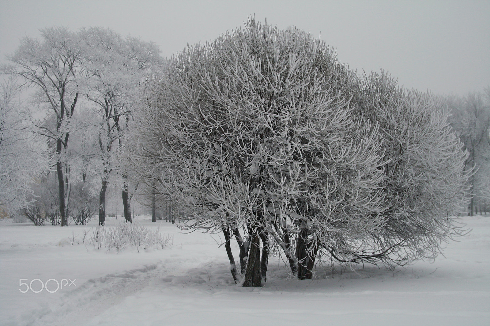 Sigma 18-125mm F3.8-5.6 DC OS HSM sample photo. Winter trees painted white photography