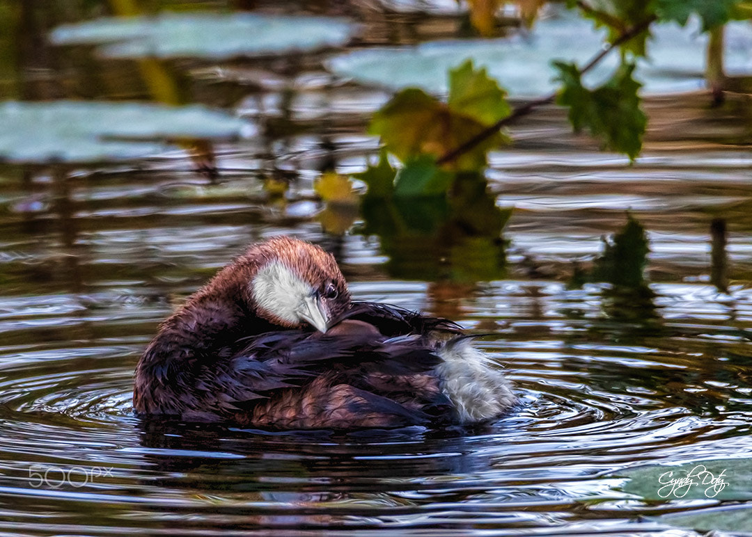 150-600mm F5-6.3 DG OS HSM | Contemporary 015 sample photo. Now i lay me down to sleep... photography