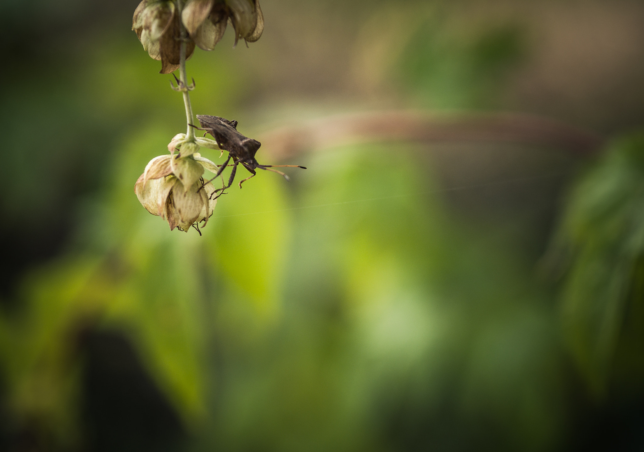 Olympus OM-D E-M10 + Sigma 60mm F2.8 DN Art sample photo. Bug ready to jump . photography