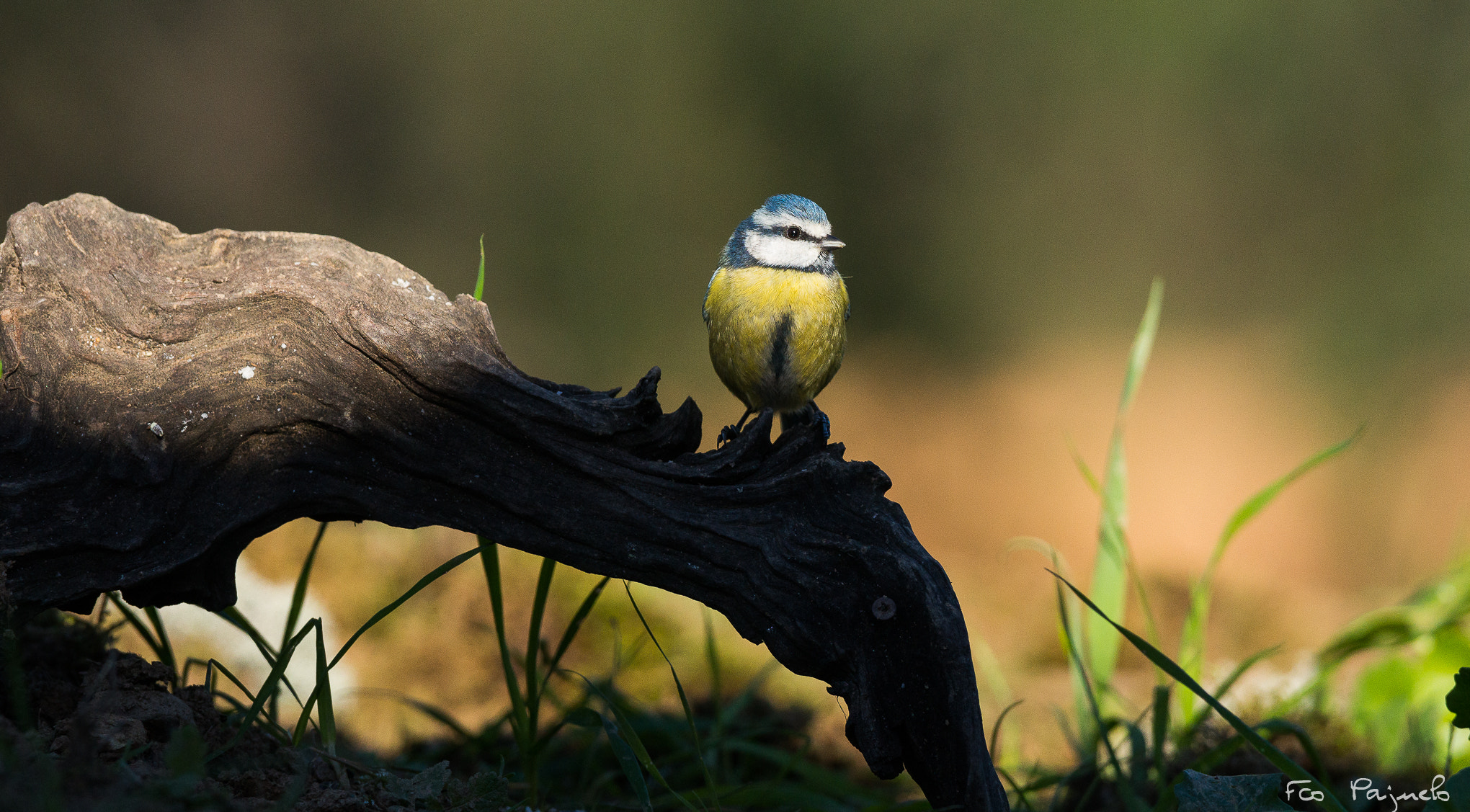 300mm F2.8 G sample photo. Carbonero ii photography