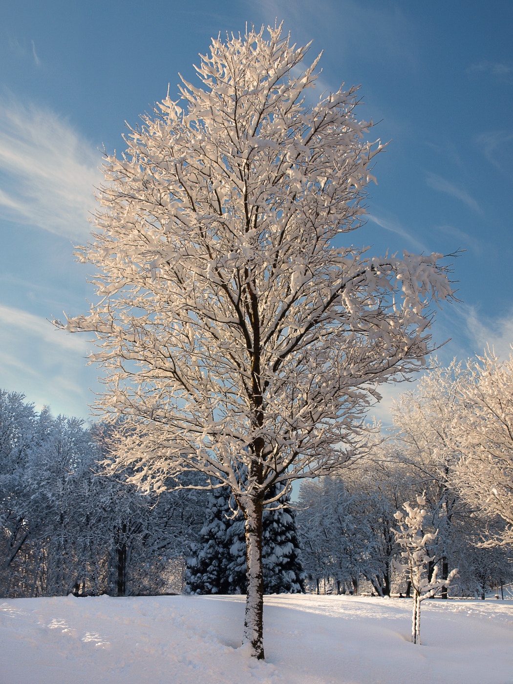 Olympus E-600 (EVOLT E-600) sample photo. Frosty tree photography