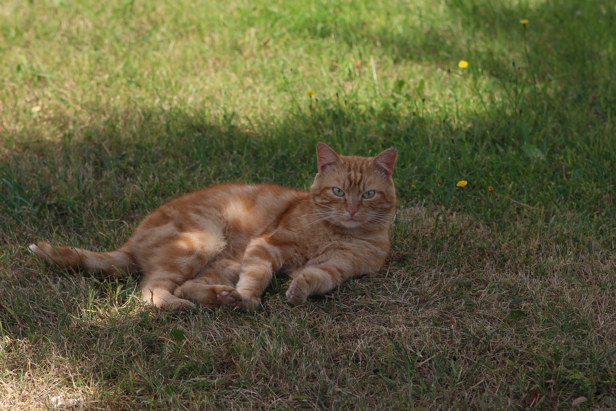 Canon EOS 100D (EOS Rebel SL1 / EOS Kiss X7) sample photo. Cat photography