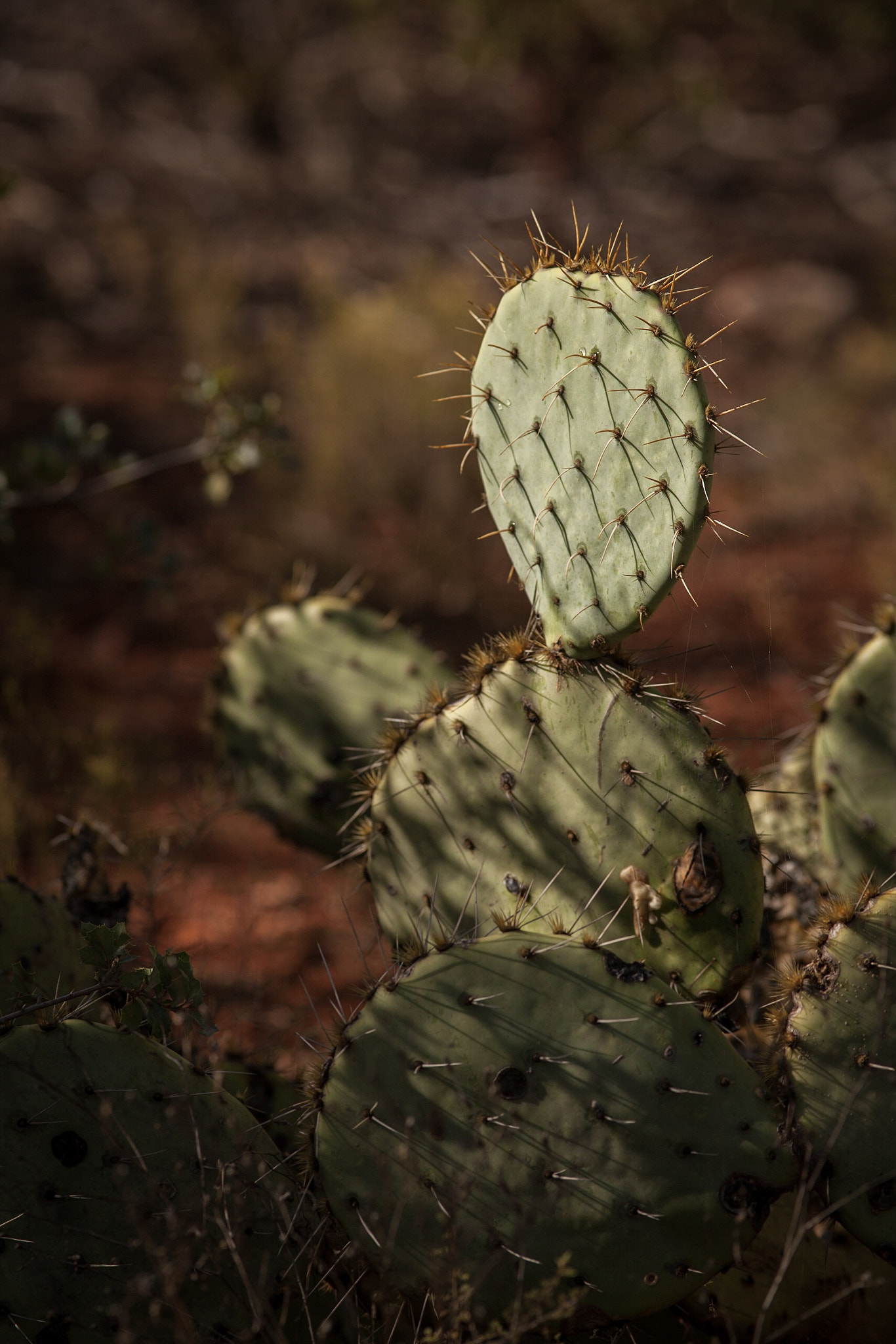 Canon EOS 5D Mark II + Canon EF 200mm f/2.8L sample photo. Sedona cactus photography