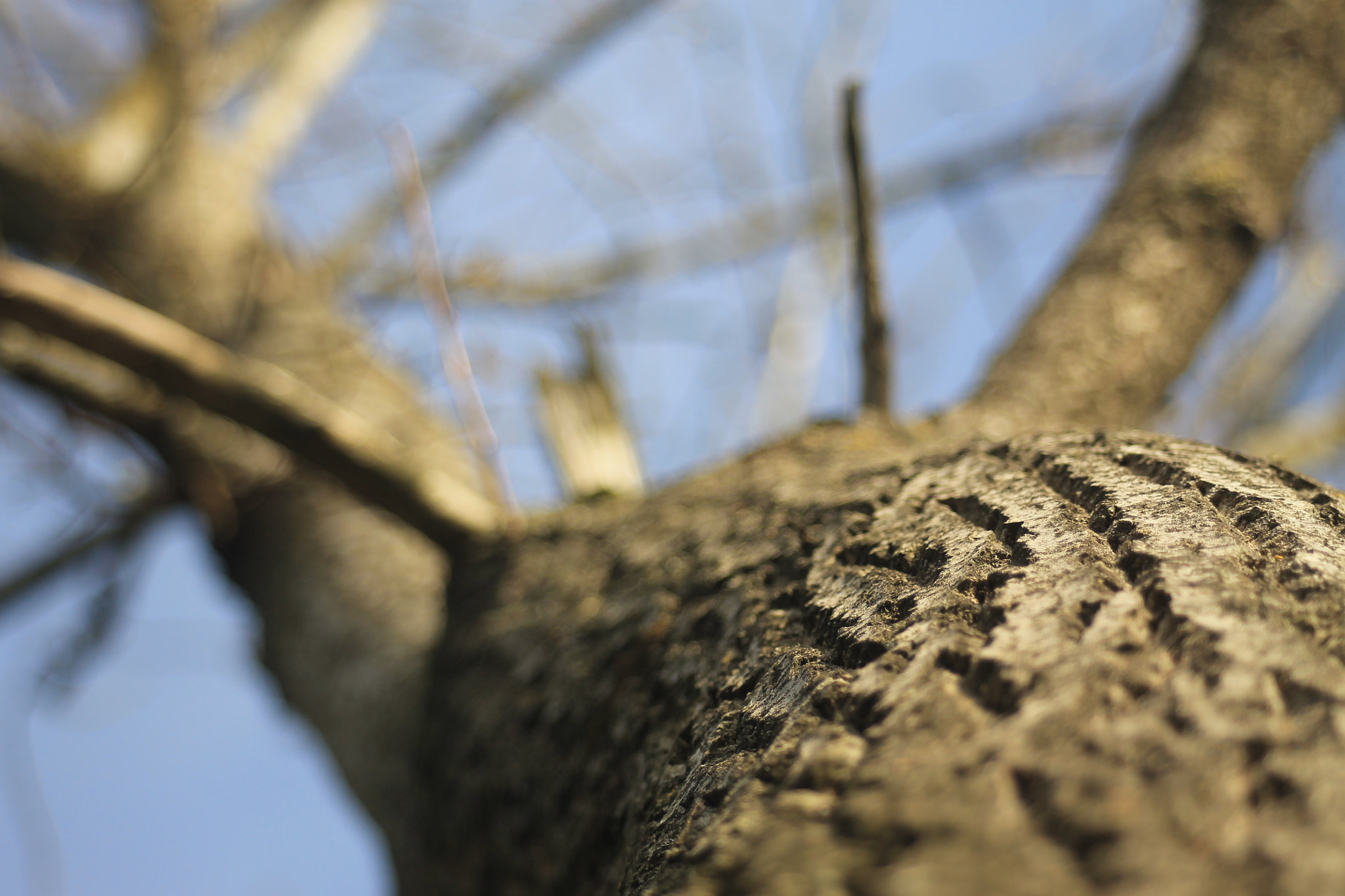 Canon EF 80-200mm F4.5-5.6 II sample photo. Arbre photography