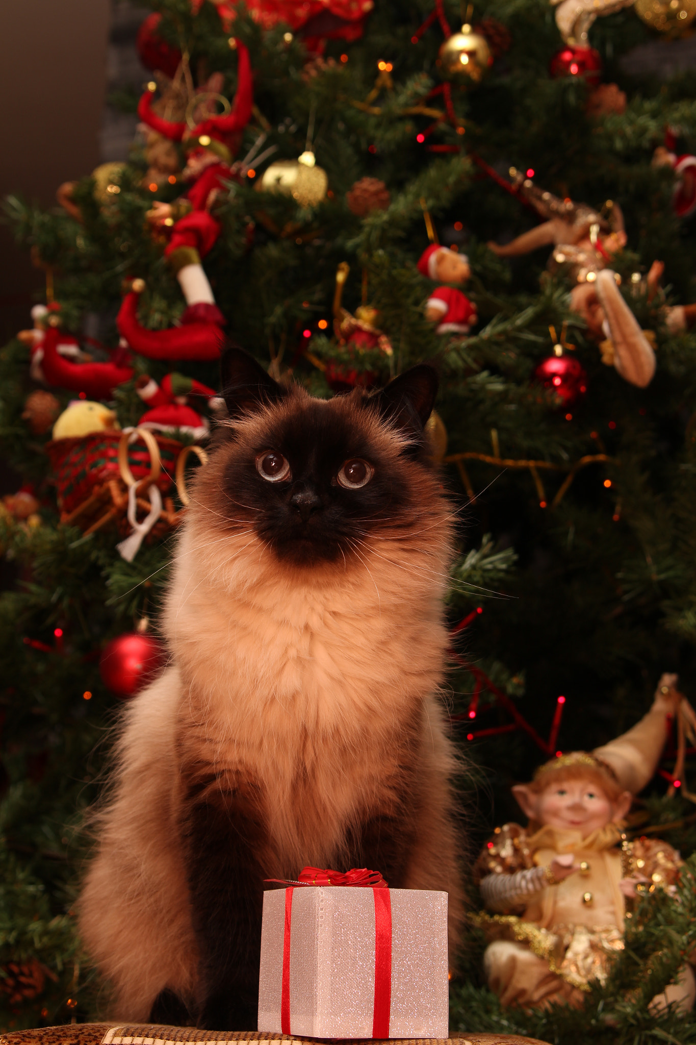 Canon EOS 100D (EOS Rebel SL1 / EOS Kiss X7) sample photo. Christmas cat photography