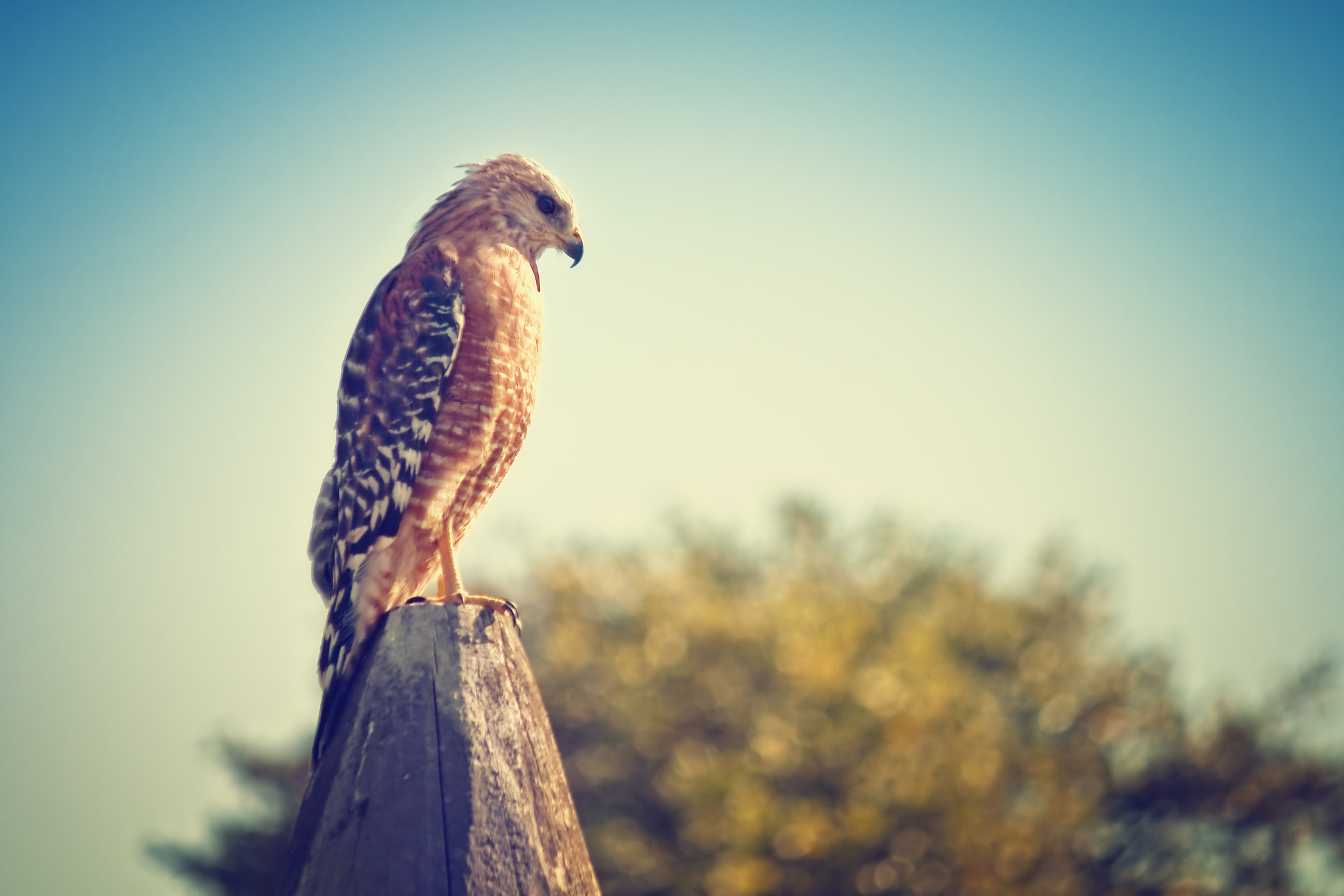 Canon EF-S 55-250mm F4-5.6 IS sample photo. Hawk totem photography