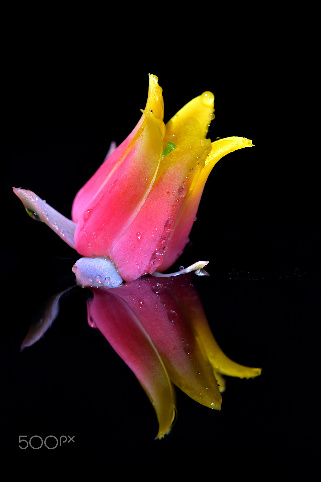 Sigma 150mm F2.8 EX DG Macro HSM sample photo. Pink reflection photography