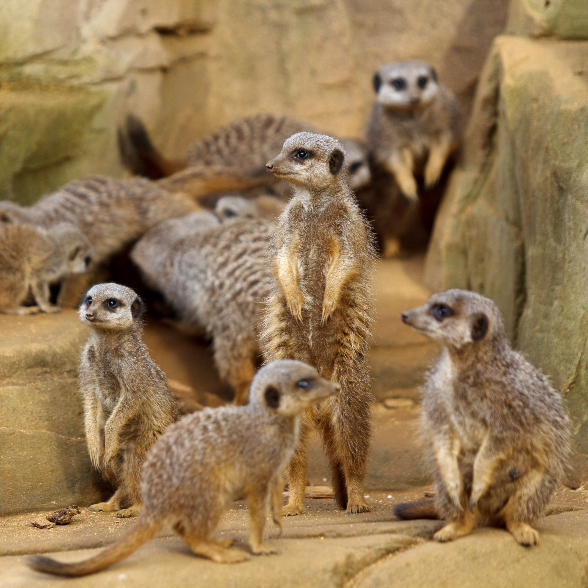 Canon EF 70-200mm F2.8L USM sample photo. The meerkat family photography